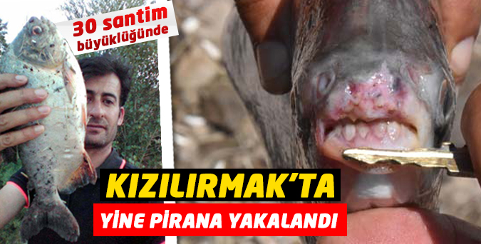 Kızılırmak'ta yine 'pirana' yakalandı
