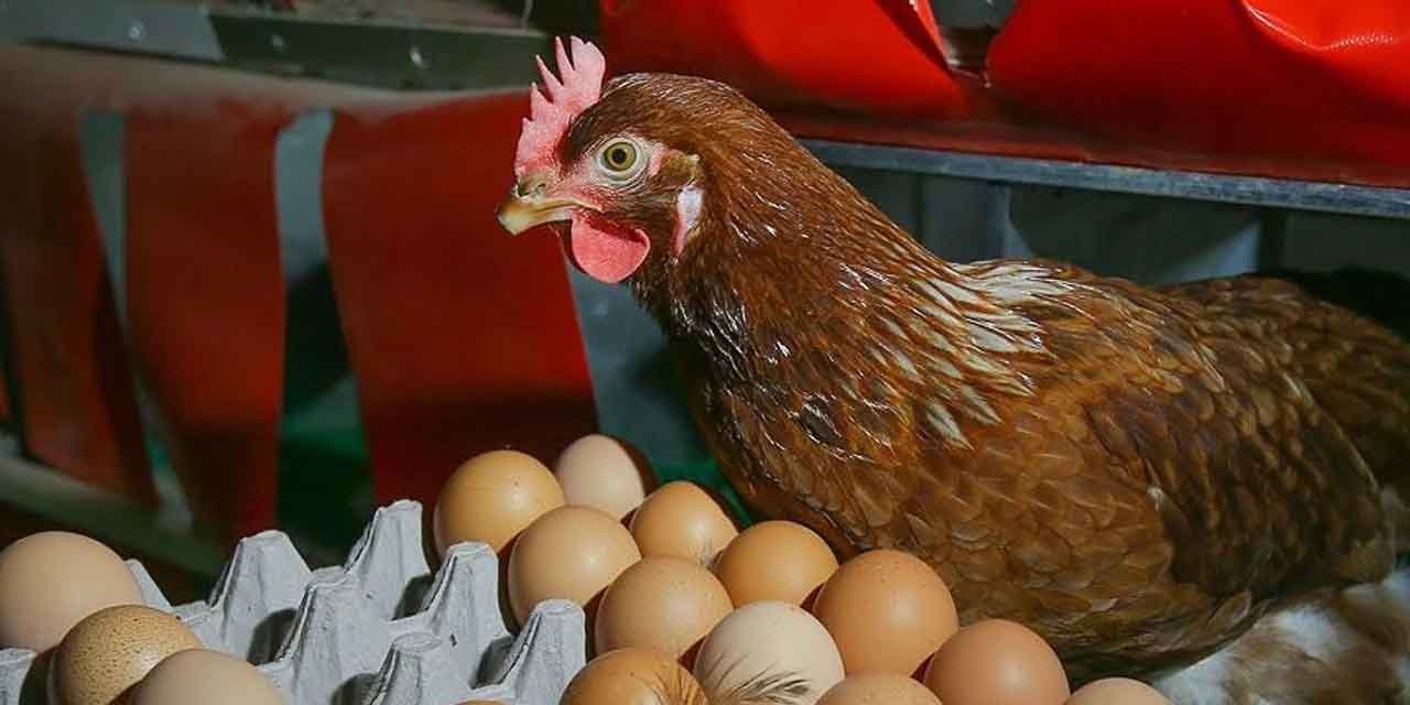Tavuk yumurta üretimi arttı