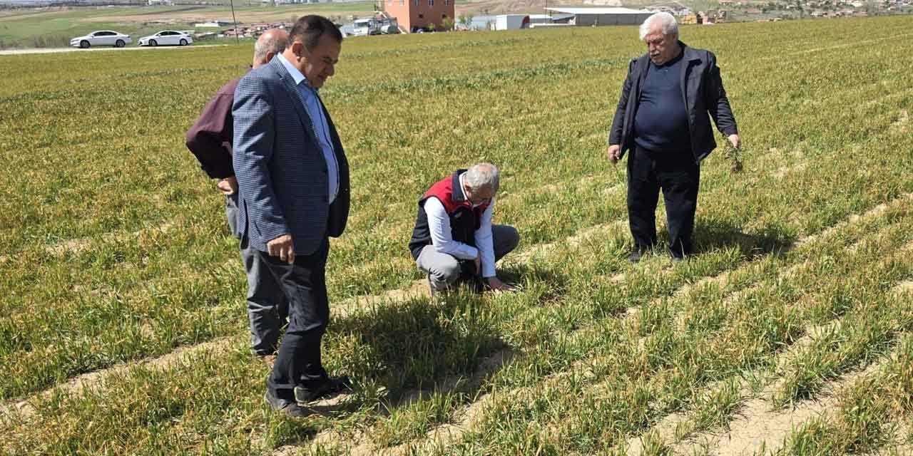 Tarım arazileri zirai dona karşı incelendi