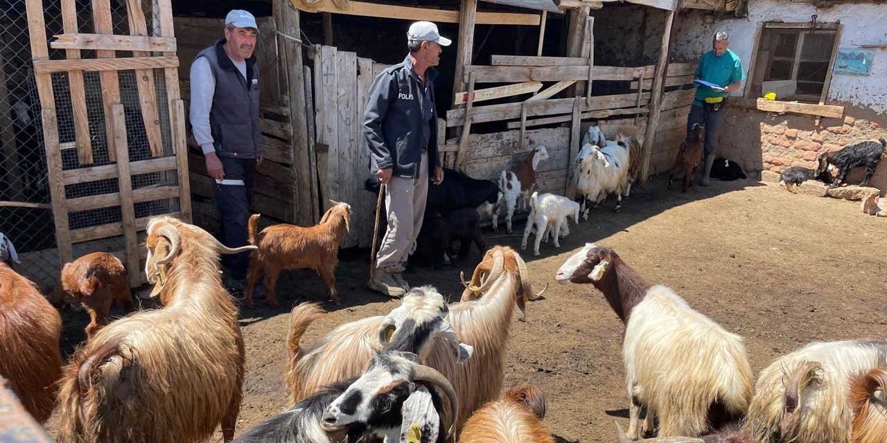 Bahşılı’da küçükbaş hayvanlar aşılanıyor