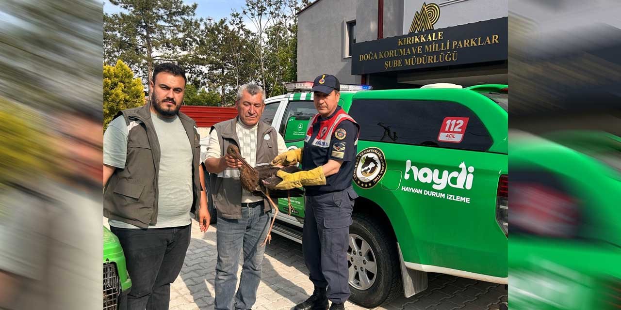 Yaralı Karaleylek tedavi altına alındı