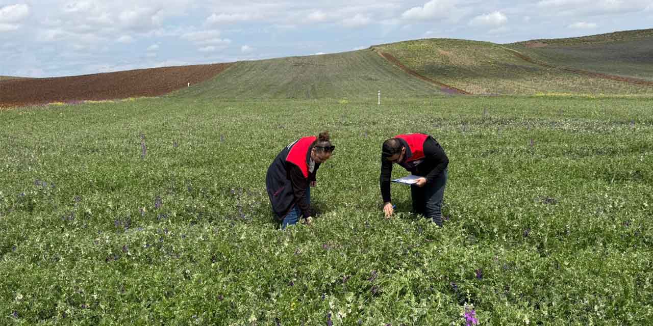 Tarlalarla saha kontrolü yapılıyor