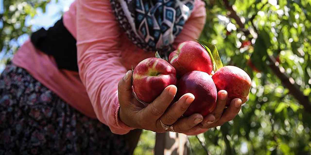 Kalp hastalıklarının en etkili ilacı Nektarin