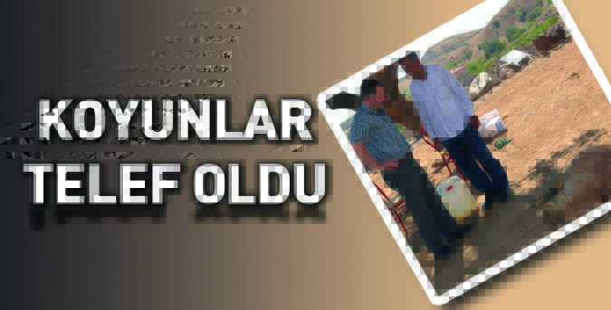 25 koyun telef oldu