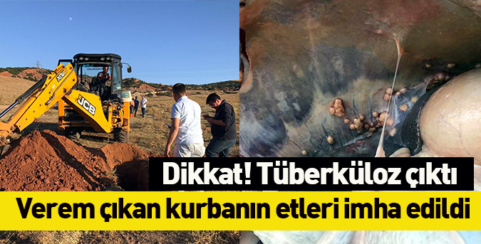 Tüberküloz çıkan kurbanın etleri imha edildi
