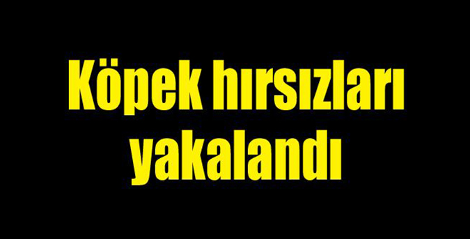 8 köpeğe el konuldu