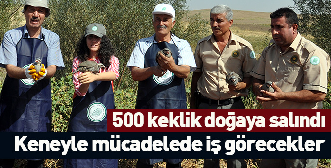 500 keklik doğaya salındı