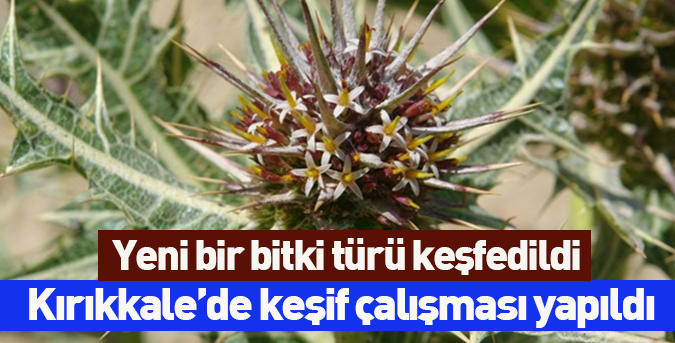 Yeni bir bitki türü keşfedildi