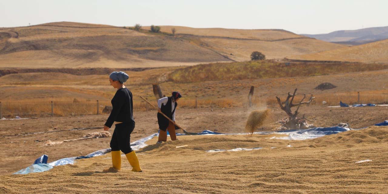 Sulakyurt’ta sular çekildi, hasat başladı