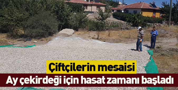 Ay çekirdeği için hasat zamanı