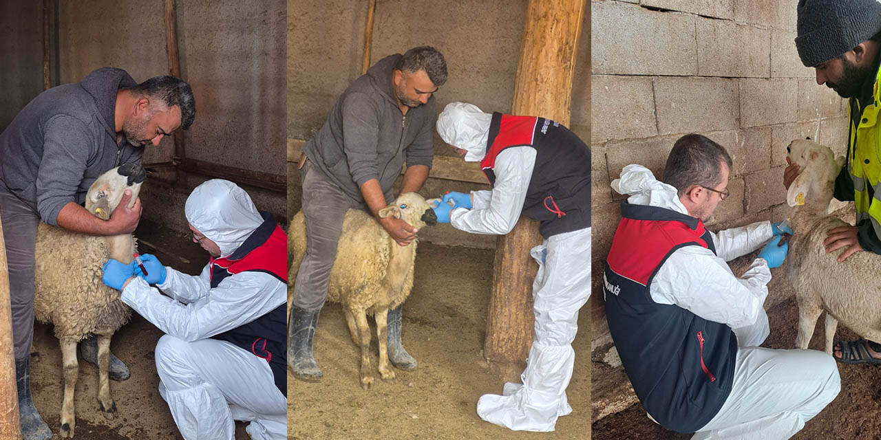Kırıkkale’de veba alarmı! Ekipler harekete geçti!