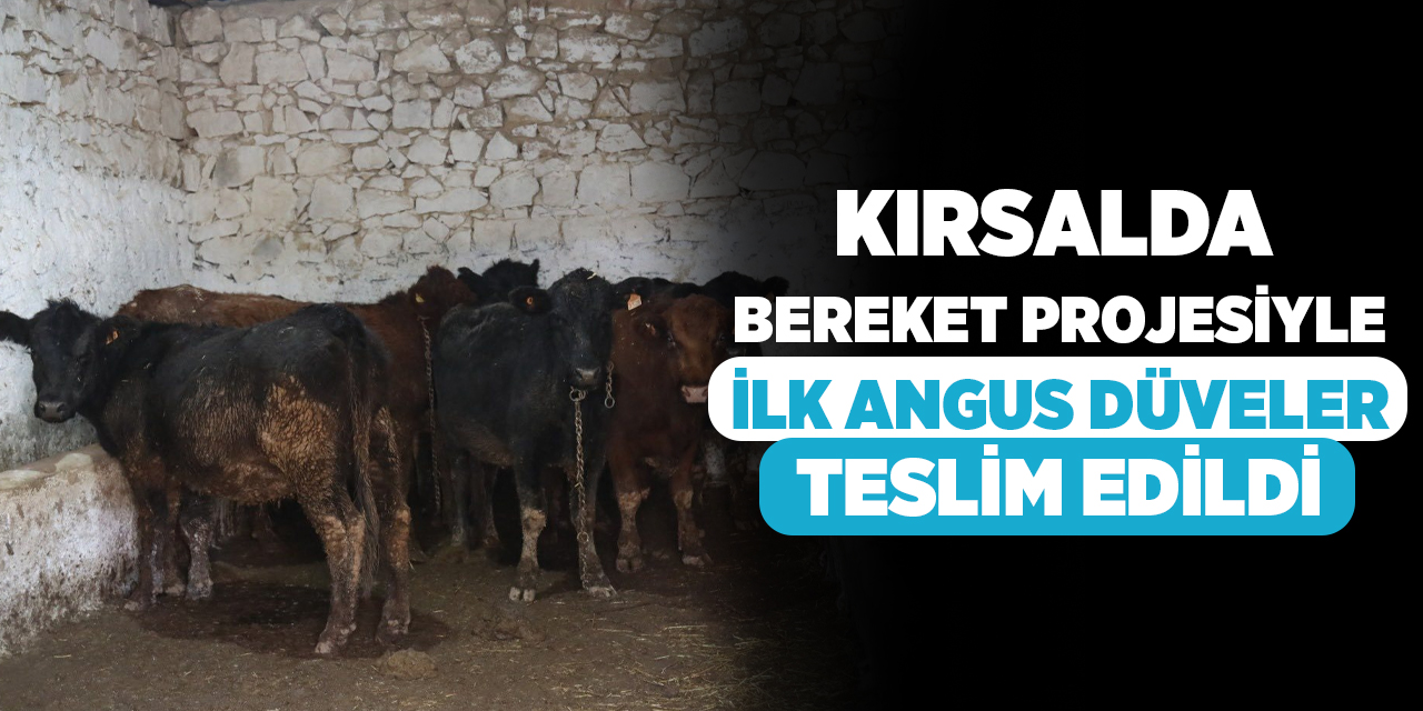 Kırsalda Bereket projesiyle ilk Angus düveler telim edildi