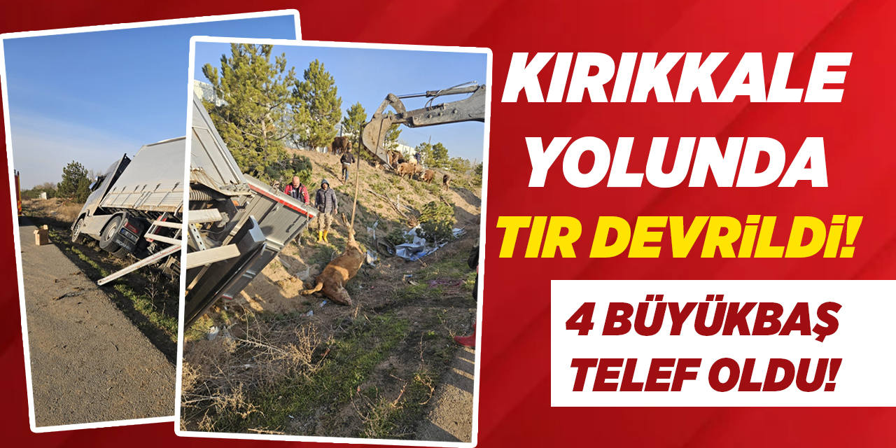 Kırıkkale yolunda TIR devrildi! 4 büyükbaş telef oldu!