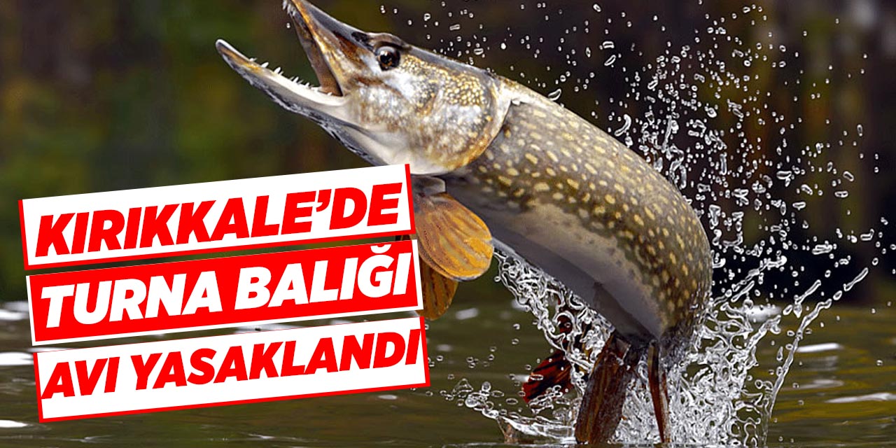 Kırıkkale’de Turna Balığı avı yasaklandı