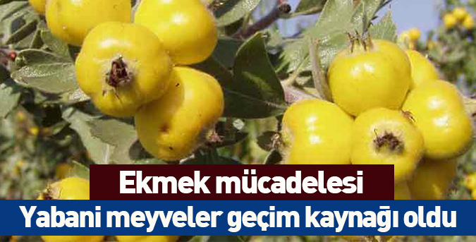Yabani meyveler geçim kaynağı