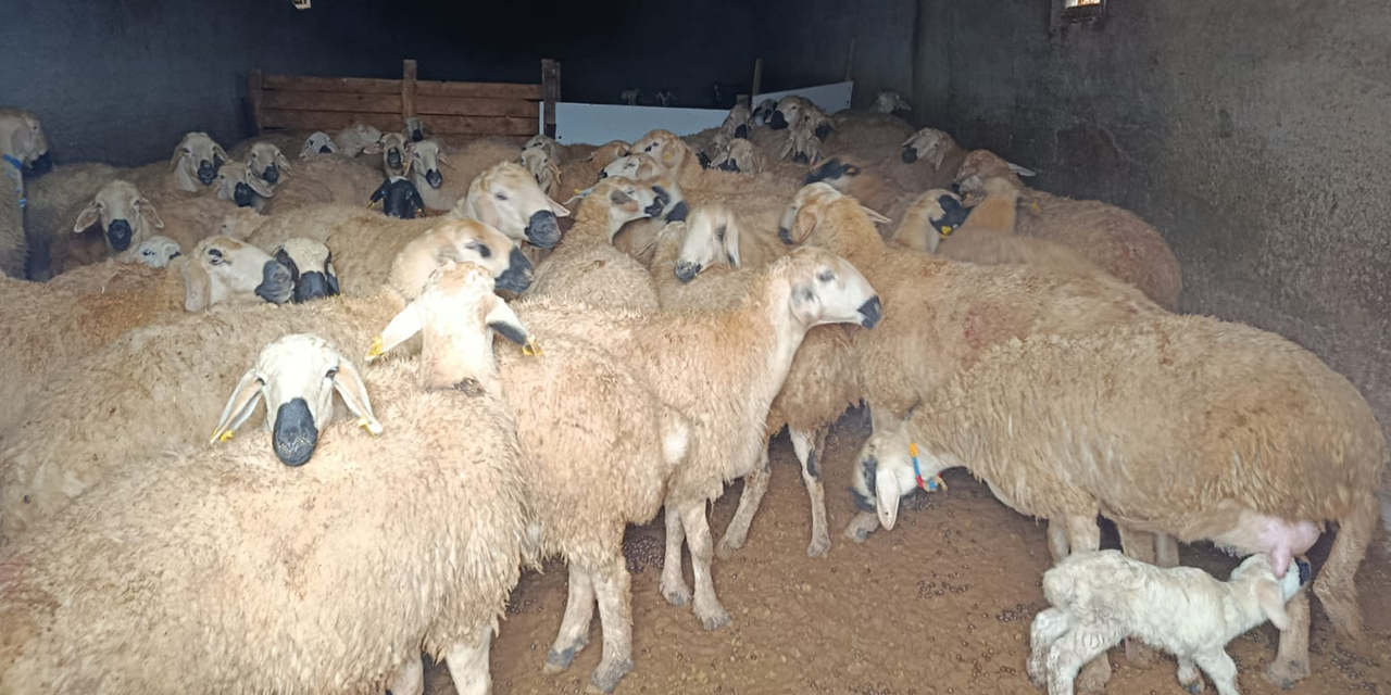 Sulakyurt’ta küçükbaş hayvancılığa İŞKUR desteği