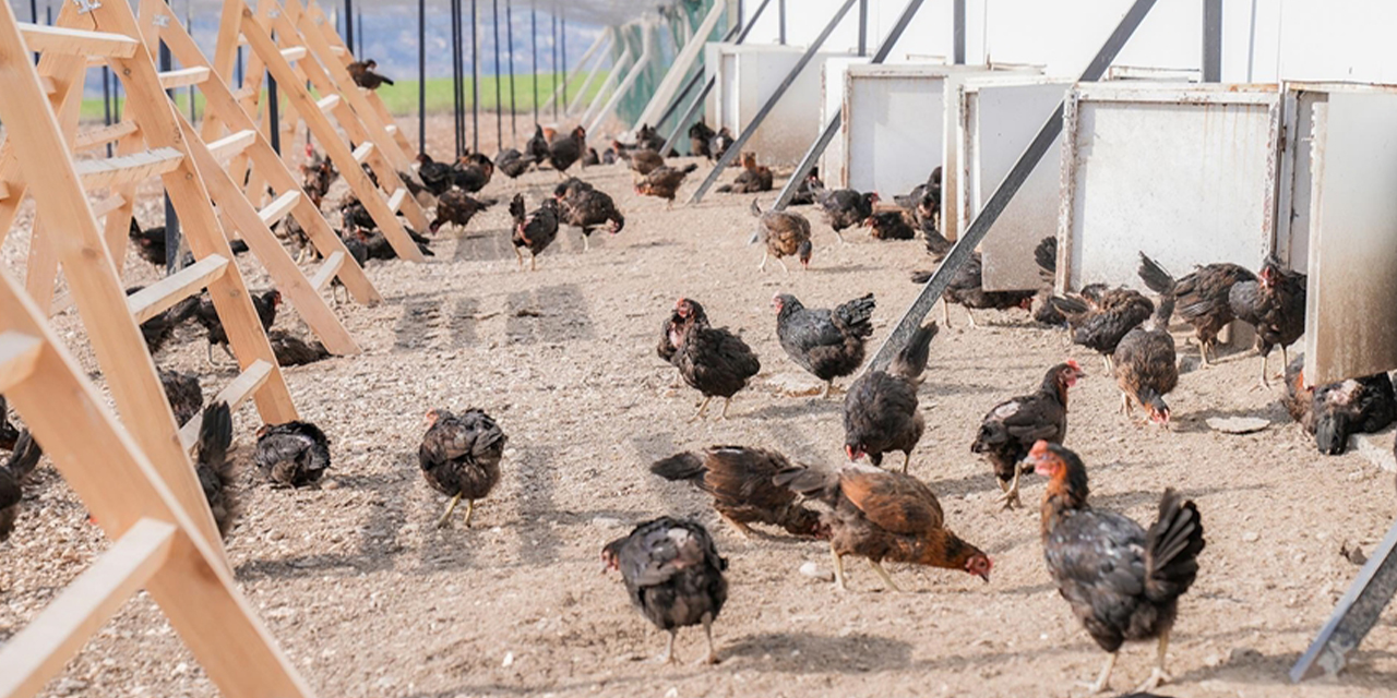 1,86 milyar adet tavuk yumurtası üretildi