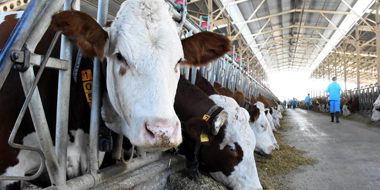 Büyükbaş hayvan sayısı geçen yıla göre arttı