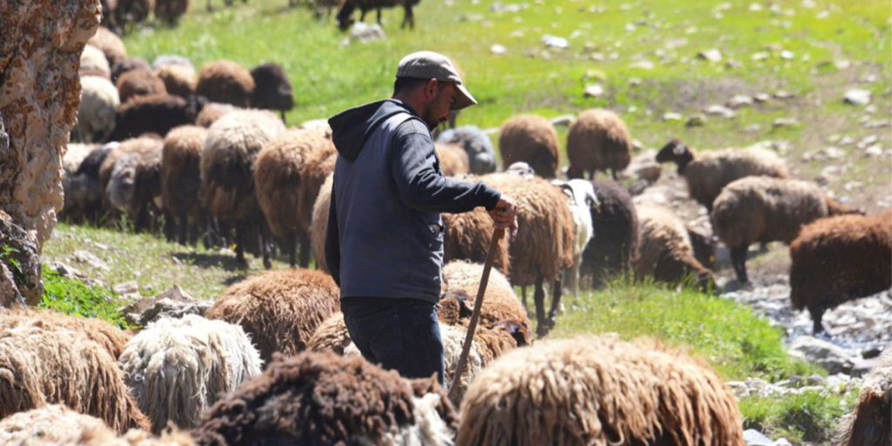 Kırıkkale’nin çoban sorununa neşter vuruldu