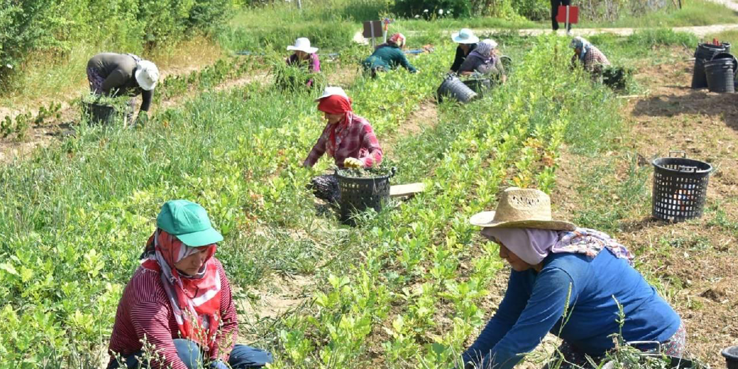 Mevsimlik tarım işçilerinin ücretleri arttı
