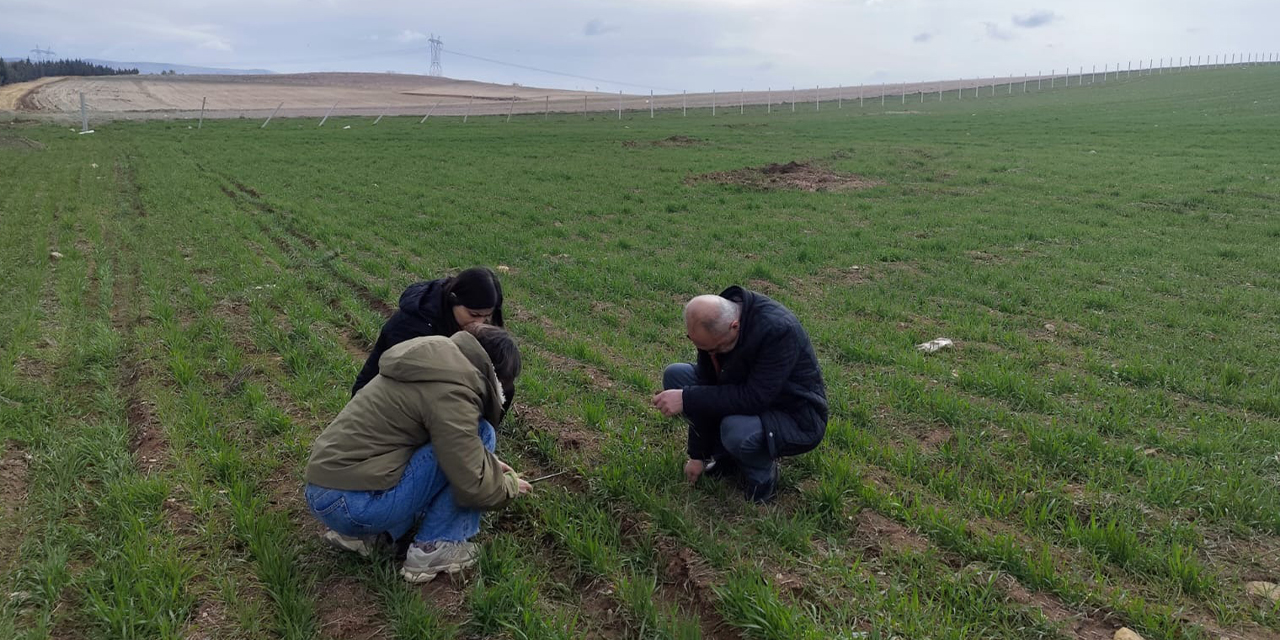 Kırıkkale’de tarımsal üretim sahada denetleniyor