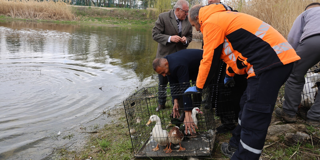 Millet Bahçesi göletine 100 ördek bırakıldı