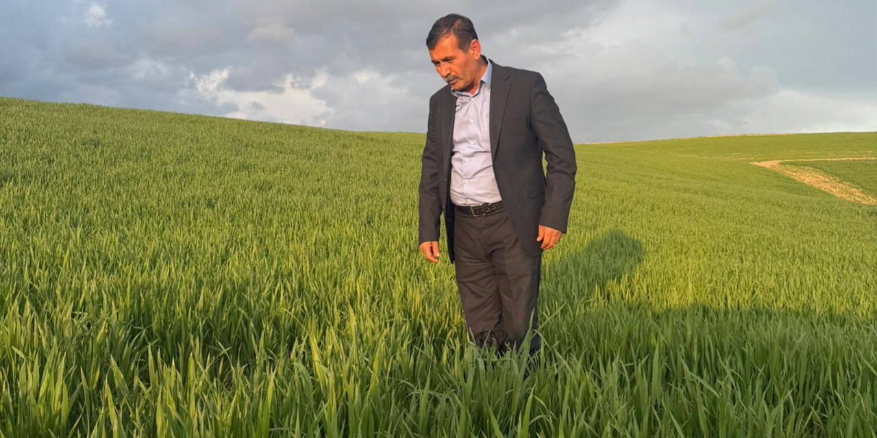 Yağışlar çiftçiye umut oldu: Bereketli bir sezon bekliyor