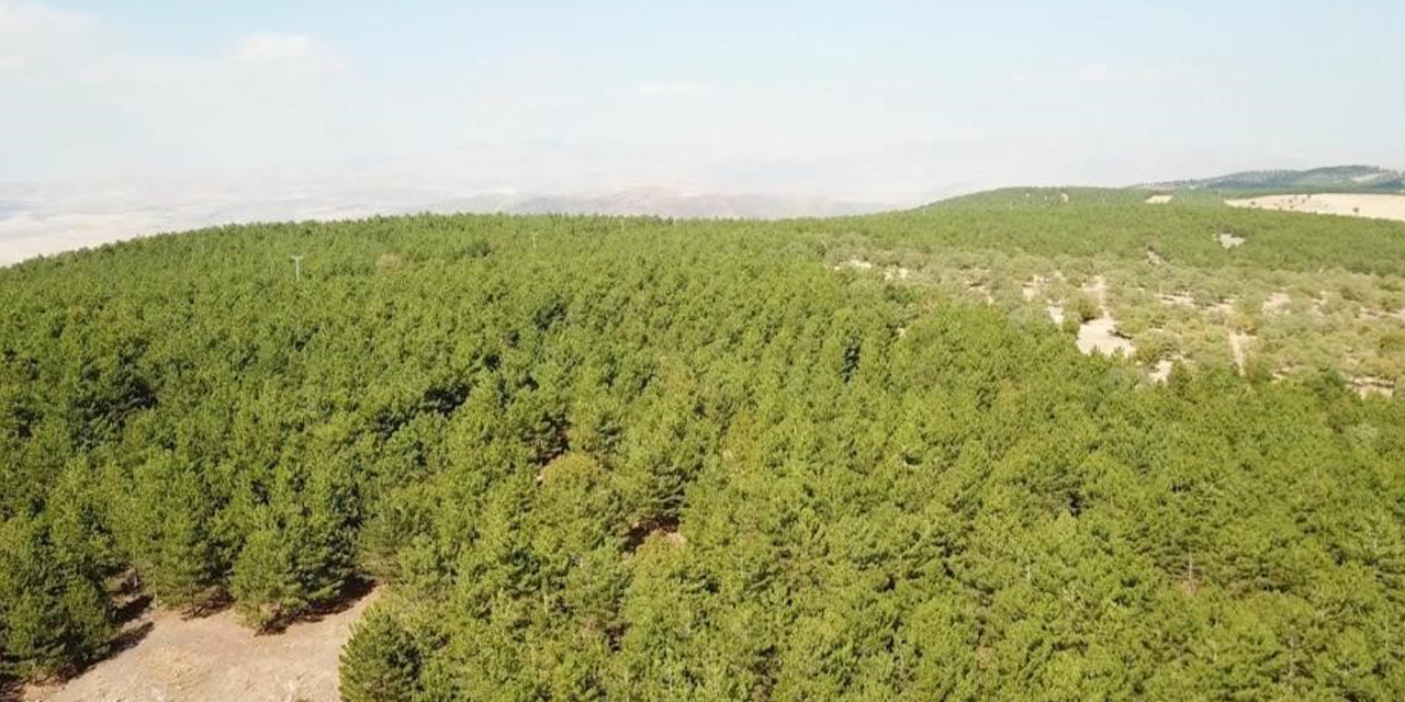 Kırıkkale’de doğadaki büyük tehlike! Canınızdan olabilirsiniz