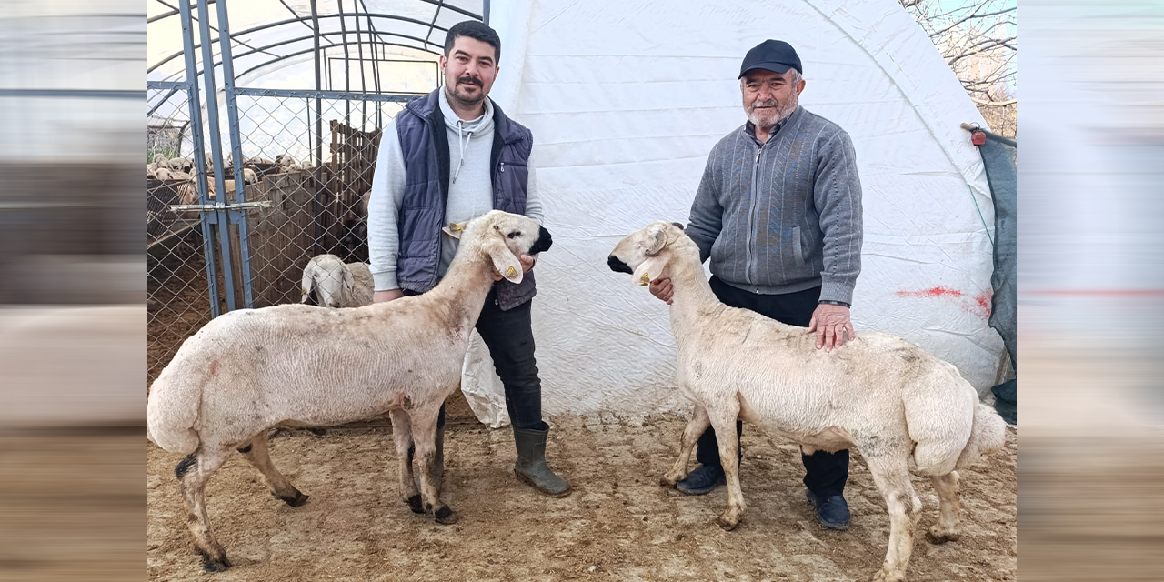 Demirbaş Besi Çiftliği’nde her bütçeye uygun kurbanlık