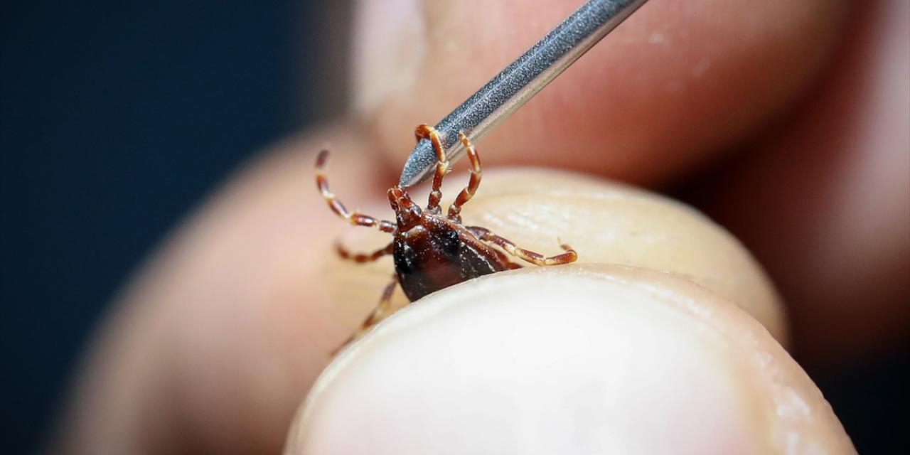 Havalar ısındı, korkulu rüya geri geldi! Aman dikkat