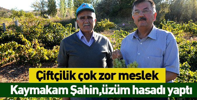 Kaymakam üzüm hasadı yaptı