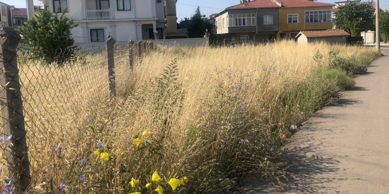 Kırıkkale’de köylerde büyük tehlike! Müdahale edilmeli