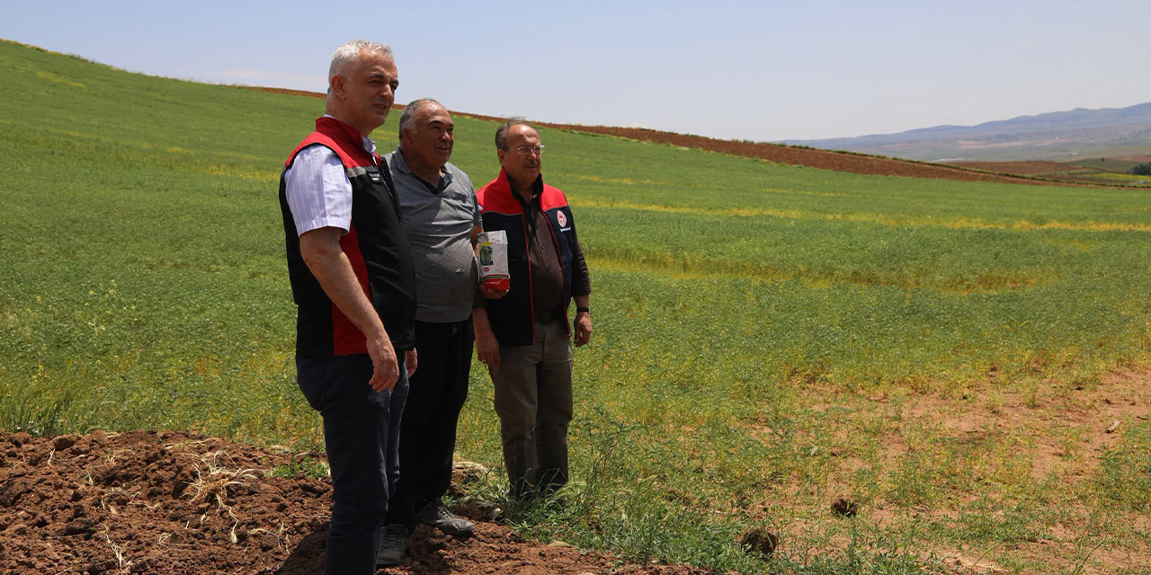 Yerli ve milli buğday çeşitleri sahada test ediliyor