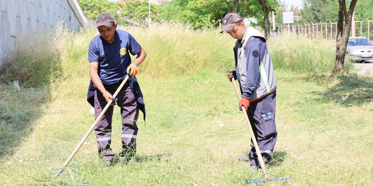 Yabani otlara müdahale ediliyor