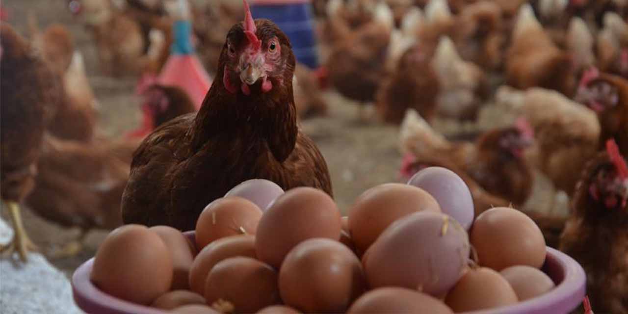 TÜİK açıkladı: 236 bin 310 ton tavuk yumurtası üretildi