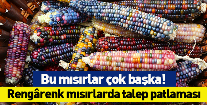 Rengârenk mısırlarda talep patlaması