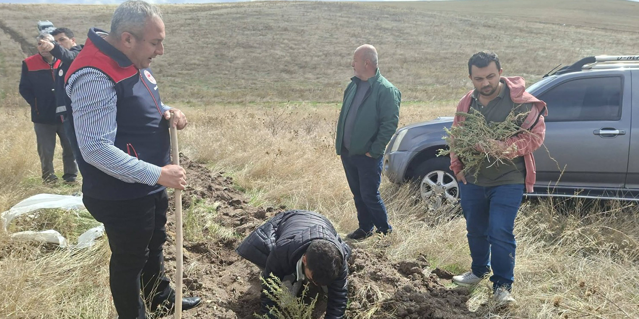 Kırıkkale’de meralar için büyük hamle: 25 bin fidan toprakla buluşuyor