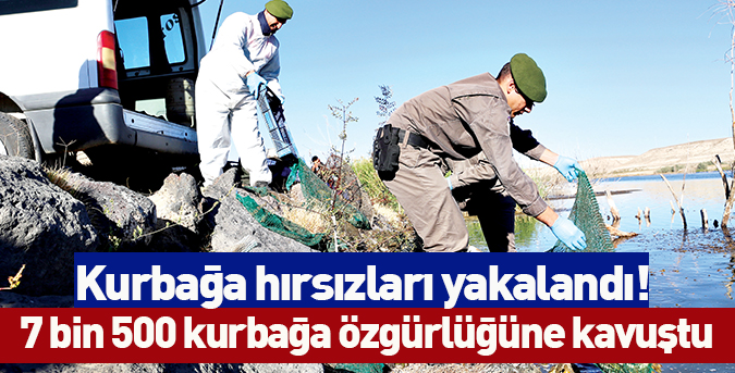 Kurbağa hırsızları yakalandı!