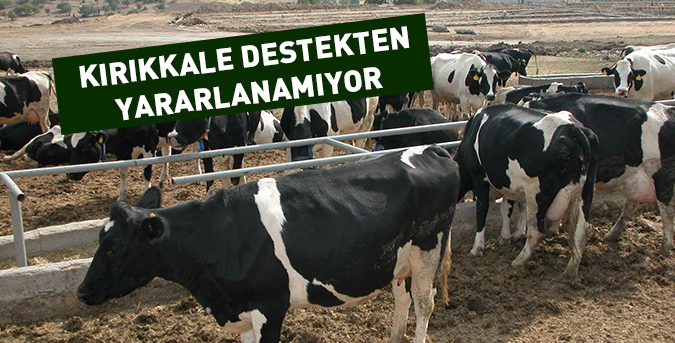 Kırıkkale desteğin dışında kaldı