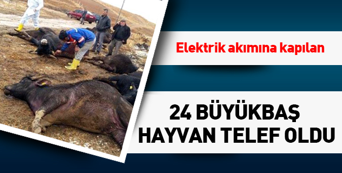 24 büyükbaş hayvan telef oldu