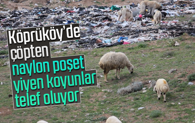 Köprüköy’de çöpten naylon poşet yiyen koyunlar telef oluyor
