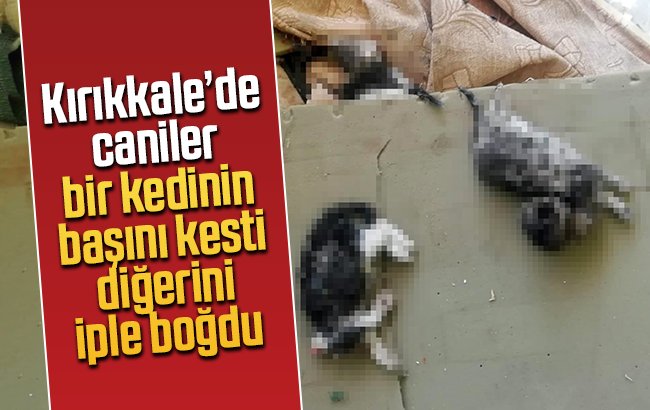 Kediler için ilaç almaya giden öğrenciler döndüklerinde korkunç manzarayla karşılaştı
