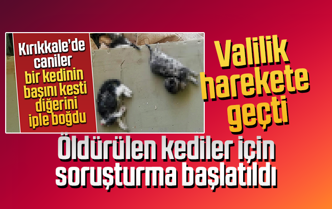 Kırıkkale'de öldürülen kediler için soruşturma başlatıldı