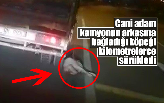 Cani adam, kamyonetin arkasına bağladığı köpeği kilometrelerce sürükledi
