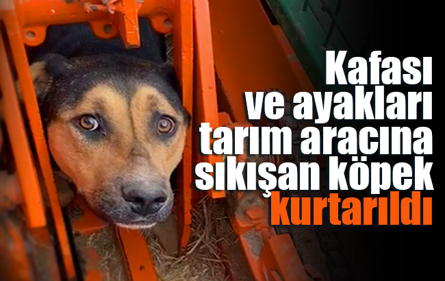 Kafası ve ayakları tarım aracına sıkışan köpek kurtarıldı