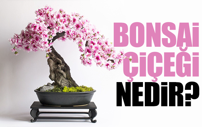 Bonsai Çiçeğinin Anlamı Nedir ?