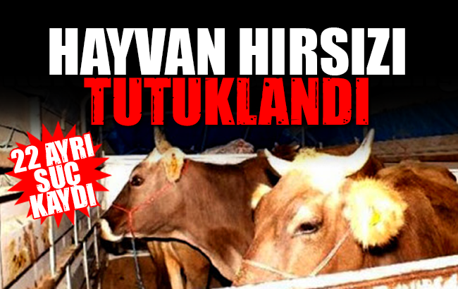 Hayvan hırsızı tutuklandı