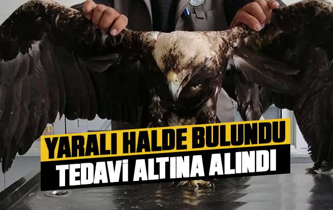 Yaralı halde bulunan şah kartalı tedaviye alındı
