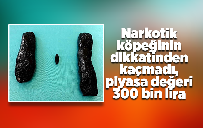 Narkotik köpeğinin dikkatinden kaçmadı, piyasa değeri tam 300 bin lira