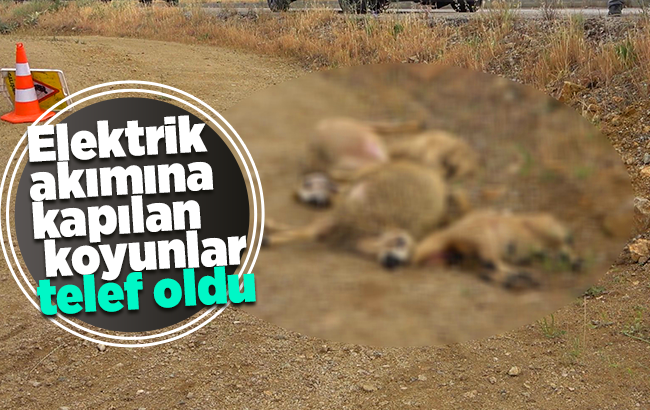 Elektrik akımına kapılan küçükbaş hayvanlar telef oldu